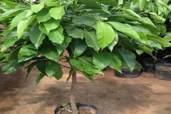 白兰花简介,是著名的庭园观赏植物