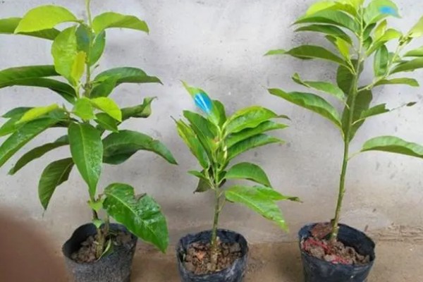 白兰花简介,是著名的庭园观赏植物