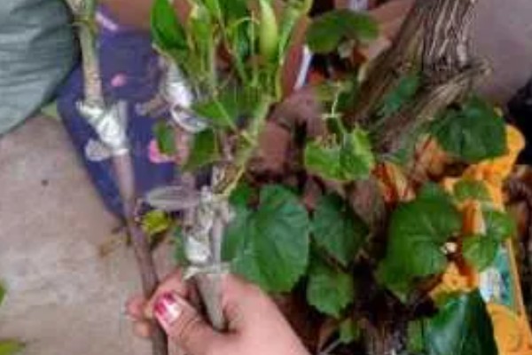 白兰花简介,是著名的庭园观赏植物