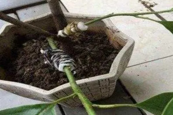 白兰花简介,是著名的庭园观赏植物