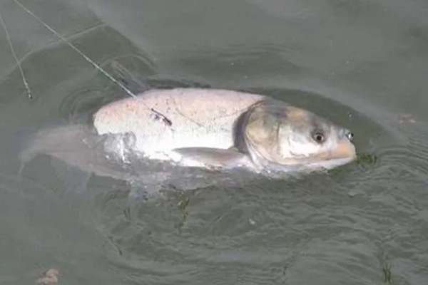 钓鲢鳙水深多少合适,2-3米垂钓合适