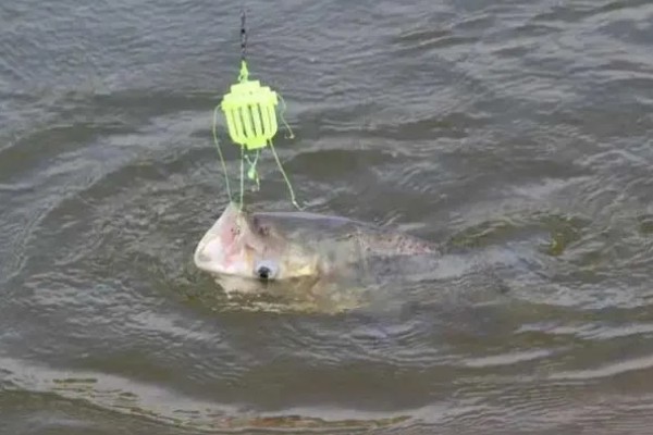 钓鲢鳙水深多少合适,2-3米垂钓合适