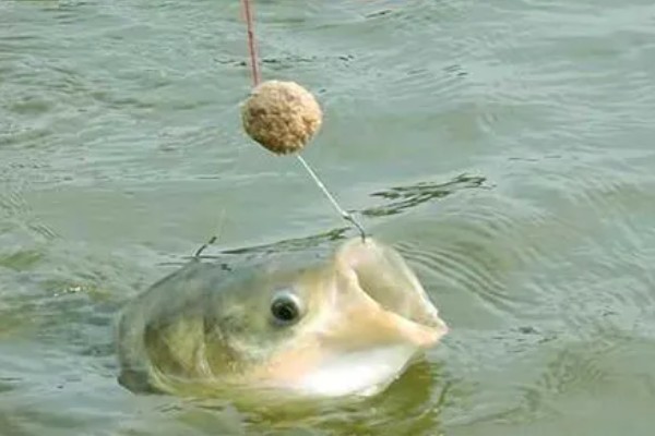 钓鲢鳙水深多少合适,2-3米垂钓合适