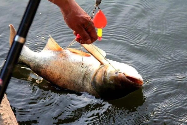 钓鲢鳙水深多少合适,2-3米垂钓合适