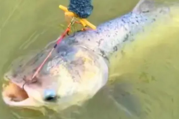 钓鲢鳙水深多少合适,2-3米垂钓合适