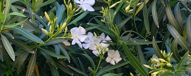 有哪些双子叶植物，常见的有夹竹桃、白兰等