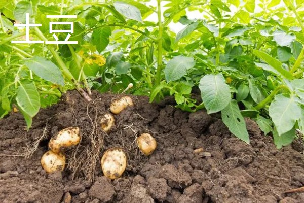 适合旱地种植的经济作物有哪些，常见的有土豆、棉花等