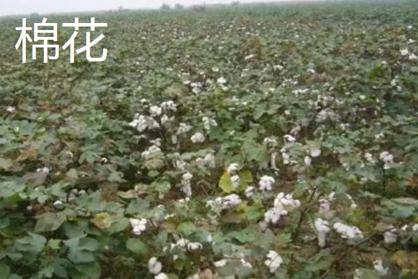 适合旱地种植的经济作物有哪些，常见的有土豆、棉花等