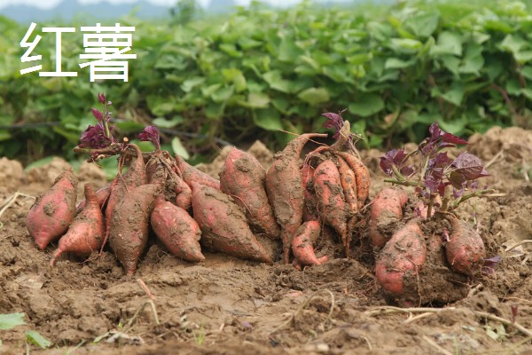 适合旱地种植的经济作物有哪些，常见的有土豆、棉花等