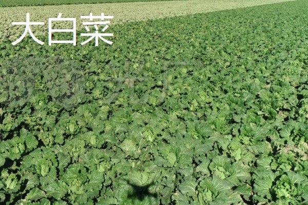 适合旱地种植的经济作物有哪些，常见的有土豆、棉花等