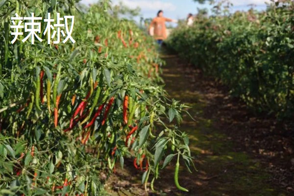 适合旱地种植的经济作物有哪些，常见的有土豆、棉花等