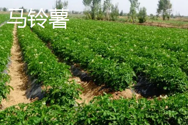 适合旱地种植的经济作物有哪些，常见的有土豆、棉花等