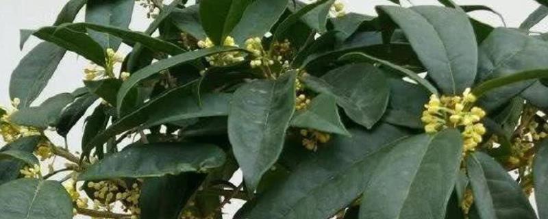桂花叶子干枯如何急救，可转移到半阴处进行养护