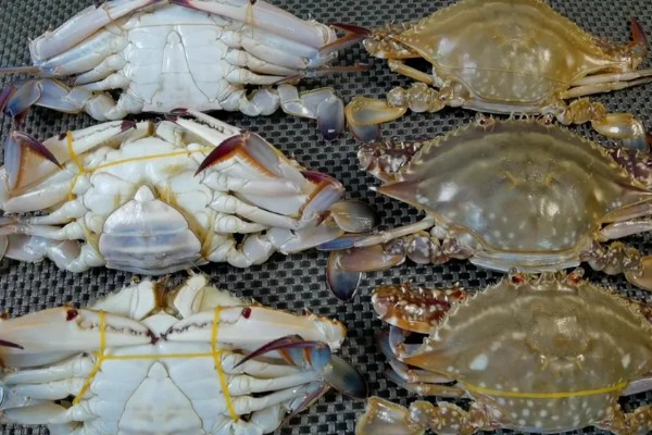 梭子蟹如何分公母，可观察肚脐和蟹黄等