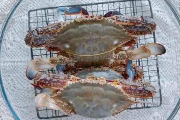 梭子蟹如何分公母，可观察肚脐和蟹黄等