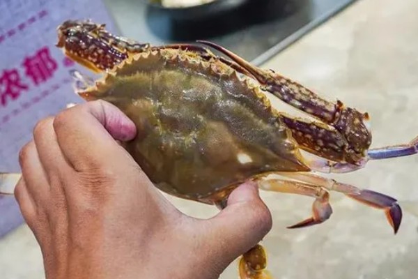 梭子蟹如何分公母，可观察肚脐和蟹黄等