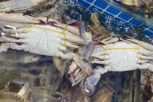 梭子蟹如何分公母，可观察肚脐和蟹黄等