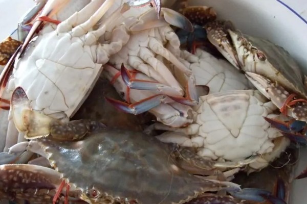 梭子蟹如何分公母，可观察肚脐和蟹黄等