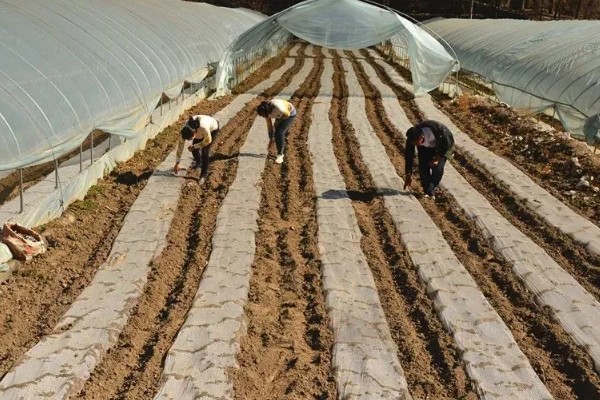 如何种植太空二号大蒜,株距保持在16厘米左右