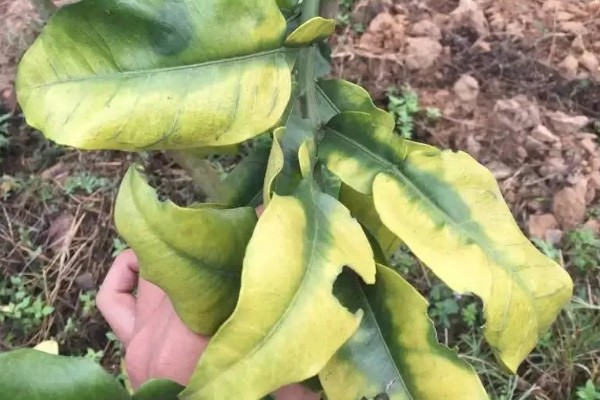 柚子树开花期间的注意事项，要进行适当的修剪