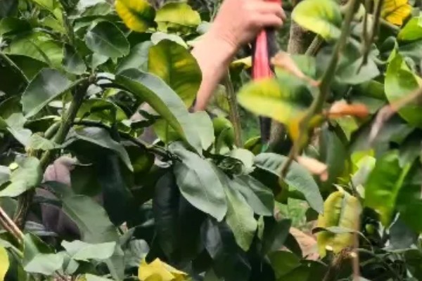 柚子树开花期间的注意事项，要进行适当的修剪