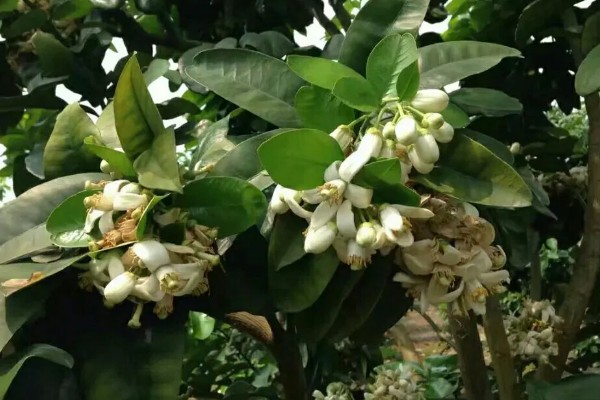 柚子树开花期间的注意事项，要进行适当的修剪