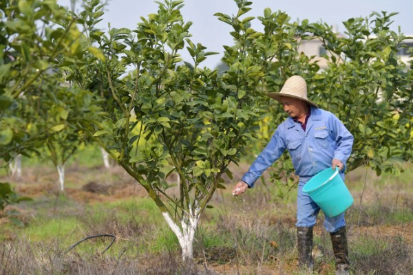 柚子树开花期间的注意事项，要进行适当的修剪