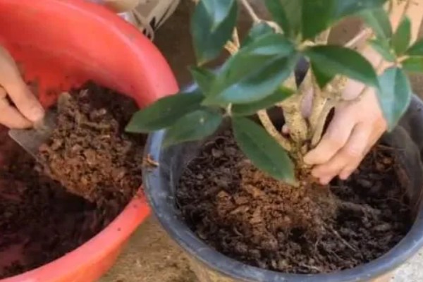桂花叶子干枯如何急救，可转移到半阴处进行养护