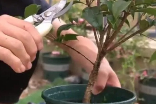 桂花叶子干枯如何急救，可转移到半阴处进行养护