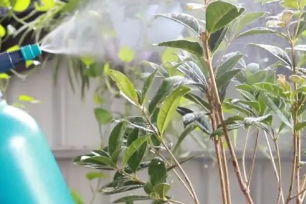 桂花叶子干枯如何急救，可转移到半阴处进行养护