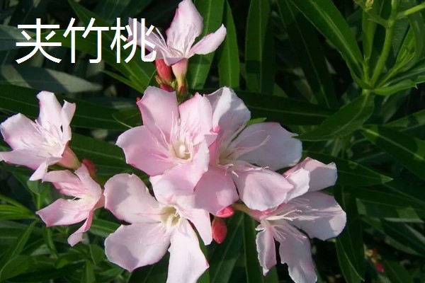 有哪些双子叶植物,常见的有夹竹桃、白兰等