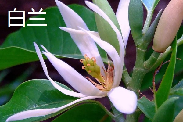 有哪些双子叶植物,常见的有夹竹桃、白兰等