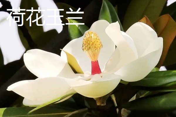 有哪些双子叶植物,常见的有夹竹桃、白兰等