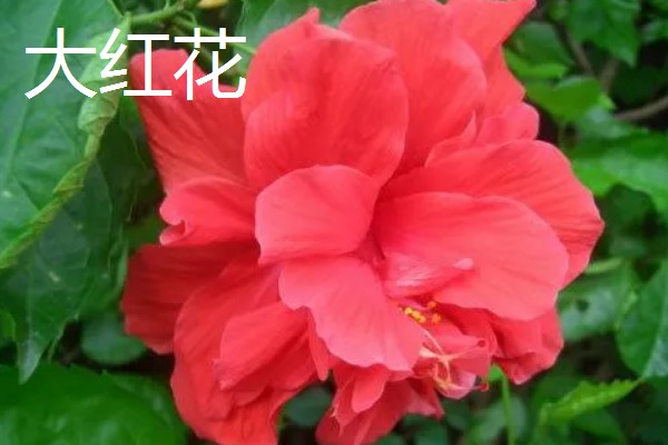 有哪些双子叶植物,常见的有夹竹桃、白兰等