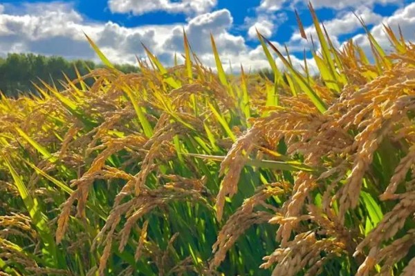 有哪些双子叶植物,常见的有夹竹桃、白兰等