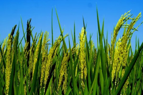 有哪些双子叶植物,常见的有夹竹桃、白兰等