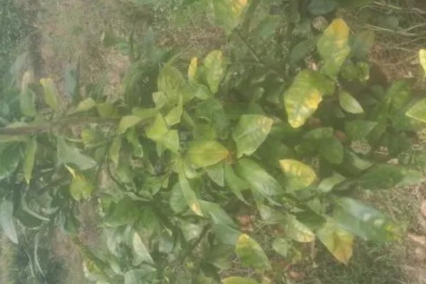 柚子树开花期间的注意事项，要进行适当的修剪