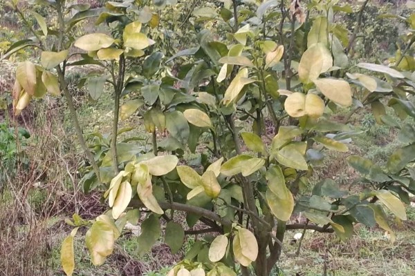 柚子树开花期间的注意事项，要进行适当的修剪