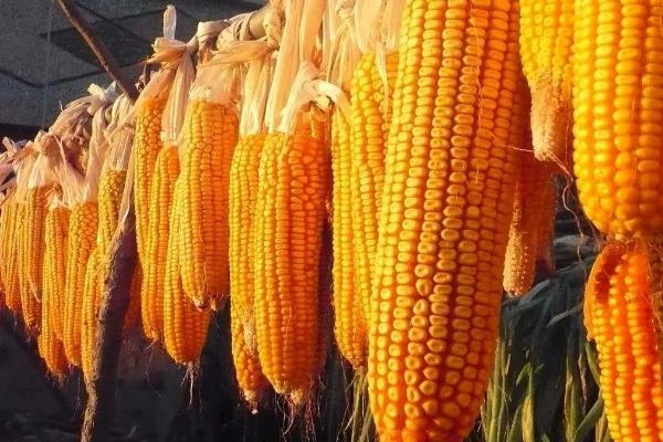 德邦777玉米品种简介，在适应区5月1日左右播种