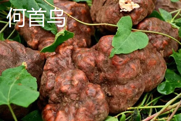 何首乌和制首乌有什么区别，颜色、坚硬度等均不同