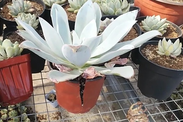 广寒宫的养殖方法，夏季需要进行适当的遮荫