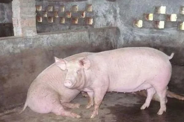 二元母猪的优点，其杂合程度高且长势快