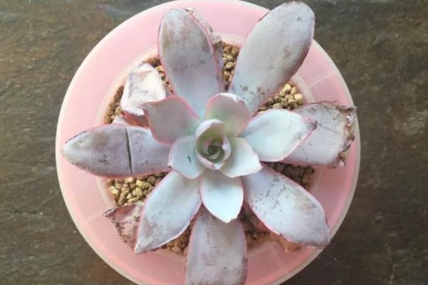 广寒宫的养殖方法，夏季需要进行适当的遮荫