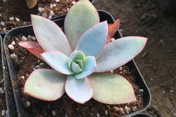 广寒宫的养殖方法，夏季需要进行适当的遮荫