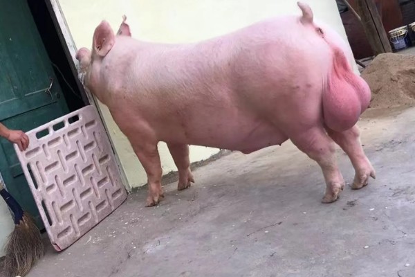 二元母猪的优点，其杂合程度高且长势快