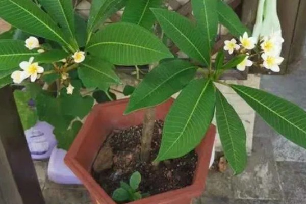 让鸡蛋花开花的方法，每天见光8-10小时可促进花芽分化