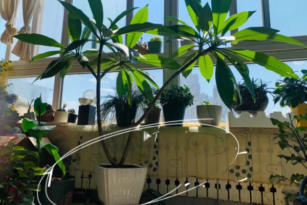 让鸡蛋花开花的方法，每天见光8-10小时可促进花芽分化
