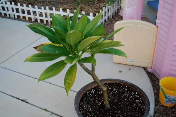让鸡蛋花开花的方法，每天见光8-10小时可促进花芽分化