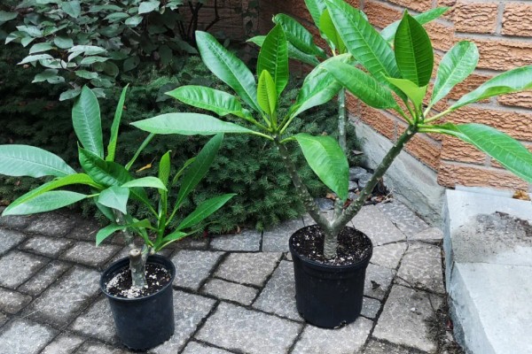 让鸡蛋花开花的方法，每天见光8-10小时可促进花芽分化