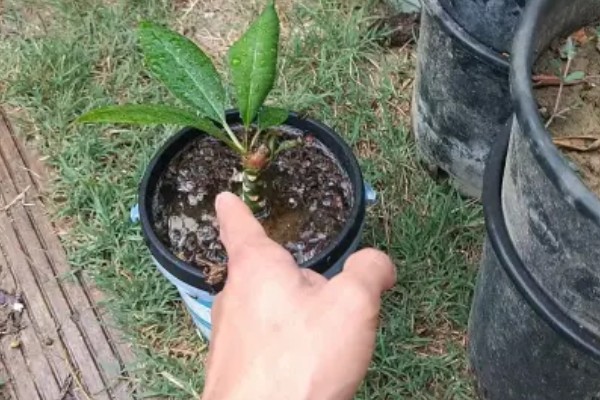 让鸡蛋花开花的方法，每天见光8-10小时可促进花芽分化